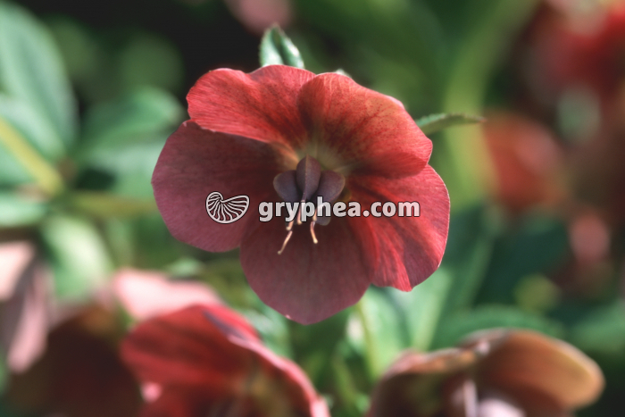 Hellebore (Helleborus sp.) - fleur épanouie  - gryphea.com